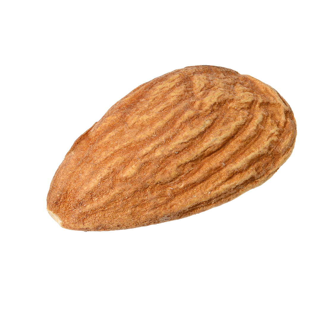almond-kernel-on-a-white-isolated-background-2023-11-27-05-22-19-utc